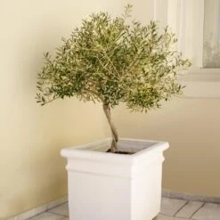 Frantoio Olive Tree 6 Frantoio Olive Tree -Fast Growing Trees Shop Frantoio Olive FGT