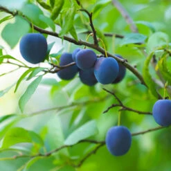 French Prune Tree -Fast Growing Trees Shop French Prune Plum 2