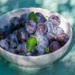 French Prune Tree -Fast Growing Trees Shop French Prune Plum 3