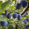 French Prune Tree -Fast Growing Trees Shop French Prune Plum 3 600x600 a3c97408 0735 4967 8350 f98df95f31c7