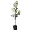Fuji & Haralson Twisted Apple Tree -Fast Growing Trees Shop Fuji Haralson Twisted Apple Tree 600x600 73b8c5c4 a870 4777 abbd 685802f1e817