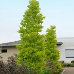 Goldspire™ Ginkgo Tree -Fast Growing Trees Shop GOldspire Ginkgo Tree 2 FGT