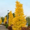 Goldspire™ Ginkgo Tree -Fast Growing Trees Shop GOldspire Ginkgo Tree FGT 600x600 7823bbd2 a0a0 4e3e 97ee 180c7afa68ba