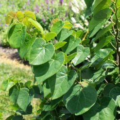 Garden Gems® Emerald Redbud Tree -Fast Growing Trees Shop Garden Gems Emerald 1