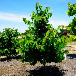 Garden Gems® Emerald Redbud Tree -Fast Growing Trees Shop Garden Gems Emerald 3