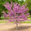 Garden Gems® Emerald Redbud Tree -Fast Growing Trees Shop Garden Gems Emerald FGT 600x600 d1ef7a36 461c 405e b528 c0ebf54f8deb