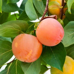 Giant Fuyu Persimmon Tree -Fast Growing Trees Shop Giant Persimmon 1