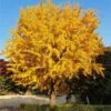 Ginkgo Tree -Fast Growing Trees Shop Ginkgo Biloba FGT 600x600 61bac425 aa4b 44dc b9db d01bc72b3e12
