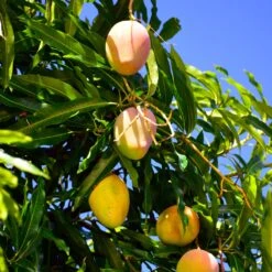 Salsa Kit -Fast Growing Trees Shop Glenn Mango 6