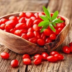 Goji Berry -Fast Growing Trees Shop Goji Berry 4