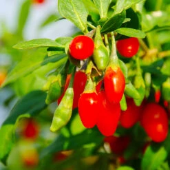 Goji Berry -Fast Growing Trees Shop Goji Berry 6