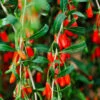 Goji Berry -Fast Growing Trees Shop Goji Berry FGT 600x600 09616a89 c739 4c98 a2f5 b475ff0711b2