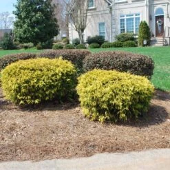 Gold Mop Cypress 6 Gold Mop Cypress -Fast Growing Trees Shop Gold Mop Cypress 1 FGT