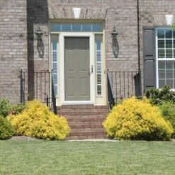 Gold Mop Cypress 7 Gold Mop Cypress -Fast Growing Trees Shop Gold Mop Cypress 2 FGT