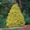 Gold Mop Cypress -Fast Growing Trees Shop Gold Mop Cypress FGT 600x600 7ae4290d b9f2 42d1 96a0 ea2d945d9e94