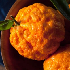 Gold Nugget Mandarin Tree -Fast Growing Trees Shop Gold Nugget Manderine Tree 4 FGT