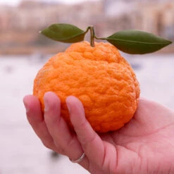 Gold Nugget Mandarin Tree -Fast Growing Trees Shop Gold Nugget Manderine Tree 7