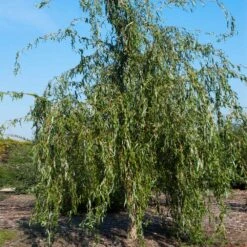 Golden Curls' Corkscrew Willow -Fast Growing Trees Shop Golden Curls Willow 1
