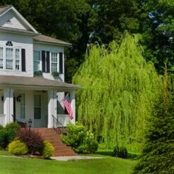 Golden Curls' Corkscrew Willow -Fast Growing Trees Shop Golden Curls Willow 4