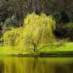 Golden Curls' Corkscrew Willow -Fast Growing Trees Shop Golden Curls Willow 5