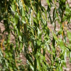 Golden Curls' Corkscrew Willow