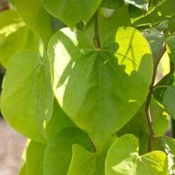 Golden Falls® Redbud Tree -Fast Growing Trees Shop Golden Falls Redbud 2