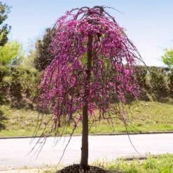 Golden Falls® Redbud Tree -Fast Growing Trees Shop Golden Falls Redbud 4