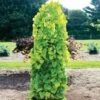 Golden Falls® Redbud Tree -Fast Growing Trees Shop Golden Falls Redbud 600x600 a882b66d db87 4959 aab9 4e0f0c68ac07