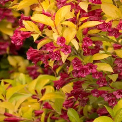 Golden Jackpot® Weigela Shrub -Fast Growing Trees Shop Golden jackpot Weigela 2