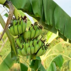 Grand Nain 'Naine' Banana Tree -Fast Growing Trees Shop Grand Naine Nain Banana 3 FGT