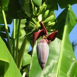Grand Nain 'Naine' Banana Tree -Fast Growing Trees Shop Grand Naine Nain Banana 6