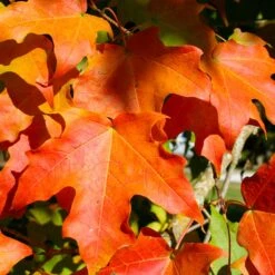 Green Mountain Sugar Maple Tree -Fast Growing Trees Shop Green Mountain Sugar Maple 2