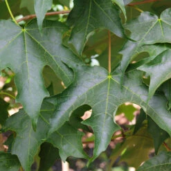Green Mountain Sugar Maple Tree -Fast Growing Trees Shop Green Mountain Sugar Maple 3
