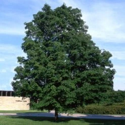 Green Mountain Sugar Maple Tree -Fast Growing Trees Shop Green Mountain Sugar Maple 4