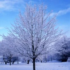 Green Mountain Sugar Maple Tree -Fast Growing Trees Shop Green Mountain Sugar Maple 5