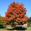 Green Mountain Sugar Maple Tree -Fast Growing Trees Shop Green Mountain Sugar Maple 600x600 1