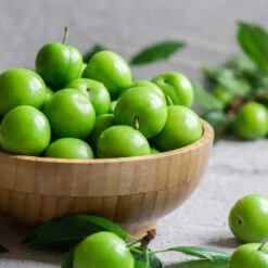 Green Gage Plum -Fast Growing Trees Shop Green Gage Plum 2