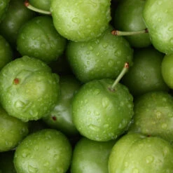 Green Gage Plum -Fast Growing Trees Shop Green Gage Plum 4
