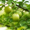 Green Gage Plum -Fast Growing Trees Shop Green Gage Plum 600x600 f3677a03 8f2c 4aed a91d 6b51be46e619