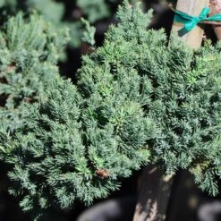 Green Mound Juniper Topiary -Fast Growing Trees Shop Green Mound JUniper 3 FGT 95b457e9 9712 4329 b324 05ec99fb2809