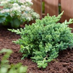 Green Mound Juniper -Fast Growing Trees Shop Green Mound Juniper 3 FGT