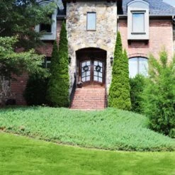 Green Mound Juniper -Fast Growing Trees Shop Green Mound Juniper 4