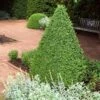 Green Mountain Boxwood Shrub -Fast Growing Trees Shop Green Mountain Boxwood FTG 600x600 3a2040a9 99c9 4feb 877a 60d667b84286
