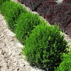 Green Velvet Boxwood Shrub -Fast Growing Trees Shop Green Velvet Boxwood 2