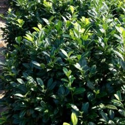 Greenfinity Cherry Laurel 6 Greenfinity Cherry Laurel -Fast Growing Trees Shop Greenfinity Laurel 2