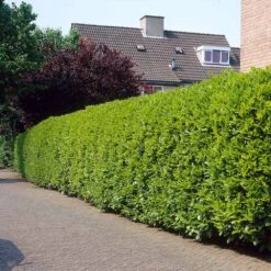 Greenfinity Cherry Laurel 7 Greenfinity Cherry Laurel -Fast Growing Trees Shop Greenfinity Laurel 3 FGT