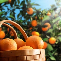Hamlin Sweet Orange Tree 6 Hamlin Sweet Orange Tree -Fast Growing Trees Shop Hamlin Orange 1