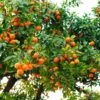 Hamlin Sweet Orange Tree -Fast Growing Trees Shop Hamlin Orange FGT 600x600 6b2410e4 cdd2 4121 85d6 6a5985009e41