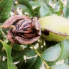 Hardy Pecan -Fast Growing Trees Shop Hardy pecan FGT 600x600 e00b4782 e4b1 41dd a9a1 1a9a9e073bb8