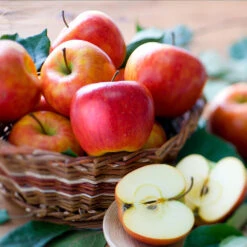 Fuji & Haralson Twisted Apple Tree 9 Fuji & Haralson Twisted Apple Tree -Fast Growing Trees Shop Harelson